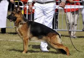 public/dog_images/549/1719238364.Clooney du Beffroi Artesien.jpg